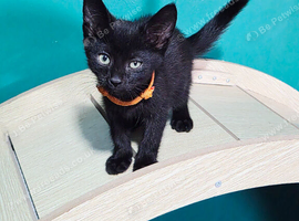 British Shorthair Kittens