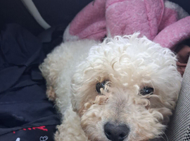 Female poodle