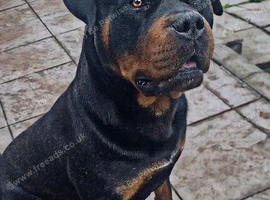 Big & Strong Rottweiler For Sale