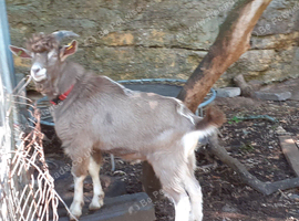 Intact Entire Billy Breeding Toggenburg Goats + Whether