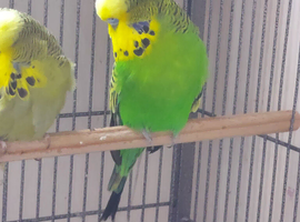 6 year old male budgie