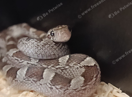 Corn snake