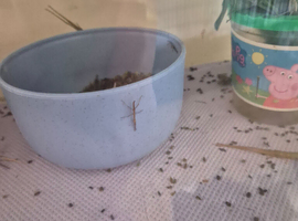 Baby stick insects