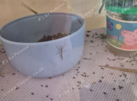Baby stick insects
