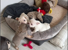 Stunning French Bulldog Puppies &ndash; 1 Boy & 2 Girls