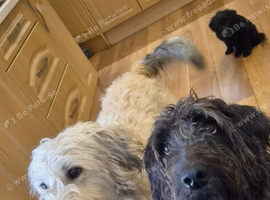 Ready to leave double doodle puppies
