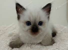 Seal Point Male Ragdoll Kitten