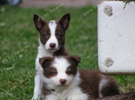 Red and White Pedigree Collie Pups