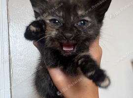 3 male kittens