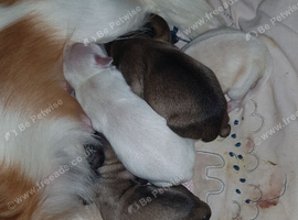 Chihuahua puppies