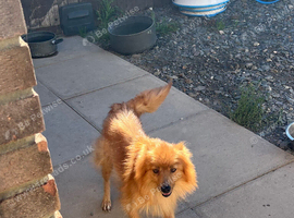 American Pomeranian girl