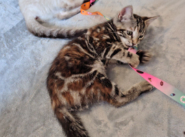 2 girls left Ragdoll x ginger mother