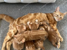 5 Beautiful Ginger Babies