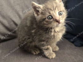 2 kittens