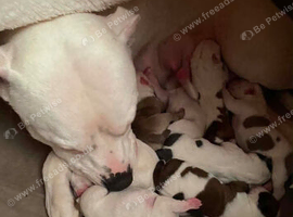 Puppies for sale