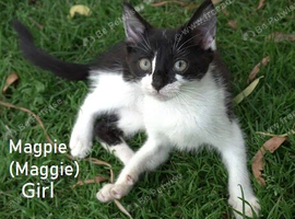 Lovely kittens in Kent Nr Canterbury Boys Girls