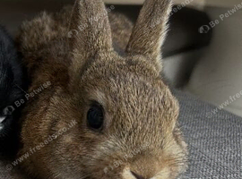 2 left now. Lovely Netherland dwarf baby rabbits.