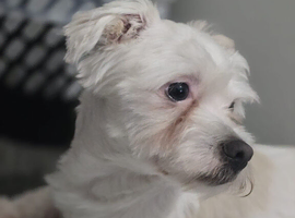 Max the Maltese boy