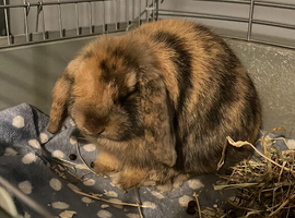 Bunny for sale