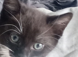 Beautiful kittens