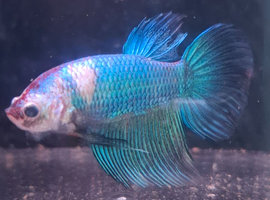 Halfmoon Male Betta