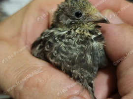 2 Male button quail FREE