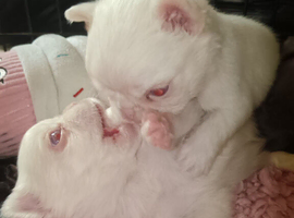Visual Fluffy pink carrying French bulldogs
