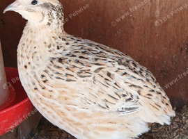 Laying Jumbo Japanese Courtnix  quails for sale