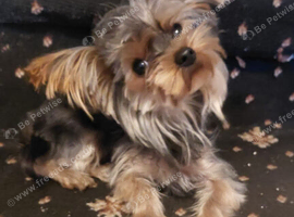 Teddy Male yorkie