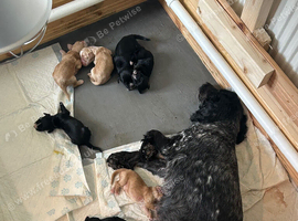 Cocker spaniel