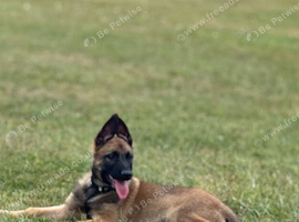 Belgian Malinois