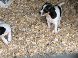 Lovely jack Russel puppies