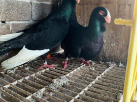 Syrian Pigeon for sale