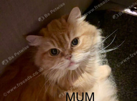 Beautiful white/grey female Persian kitten 4 month old