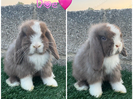 Pure breed mini lop