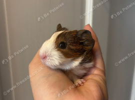 Guinea pig baby&rsquo;s