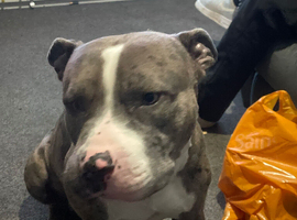 Bully Cross