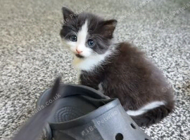 Kittens