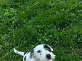 Jack Russell