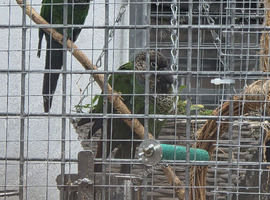 Breeding pair of green cheek conure male and female ***