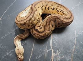 Pastel leopard clown