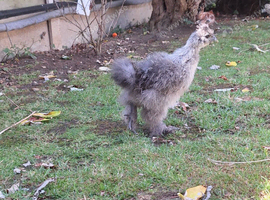 Young silkie