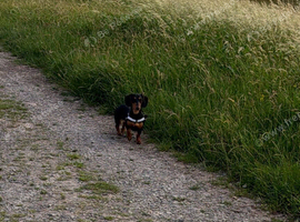 Miniature dachshund
