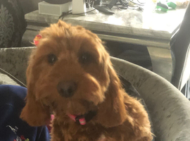 Cockapoo for sale