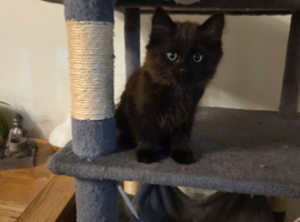 1 very fluffy black female kittens