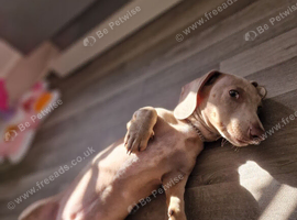 8 months old miniature dachshund