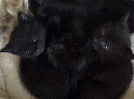 Kittens looking for forever homes