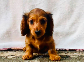 Miniature long haired dachshund
