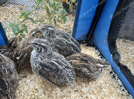 Female japanese quail