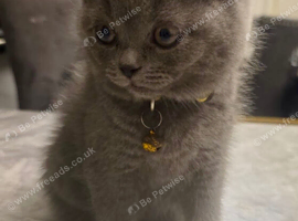 British shorthair, 11 weeks.